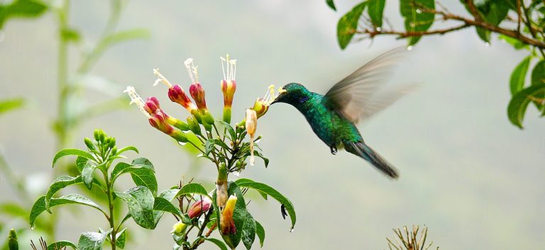 Hummingbird and the Gocta Waterfall