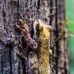 Amazon Rainforest Iquitos