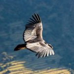 andean condor flying peru off the beaten path