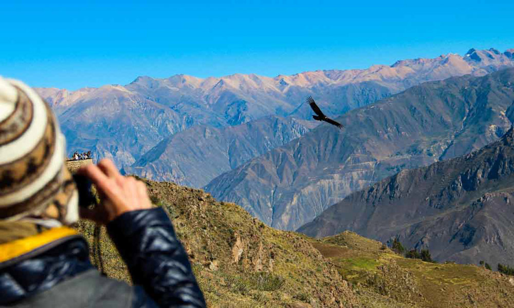 Andean Condor Flying above the Colca Canyon, Arequipa