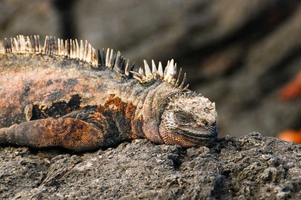 Wildlife at Galapagos islands