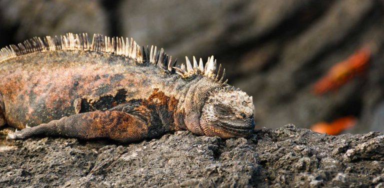 Wildlife at Galapagos islands