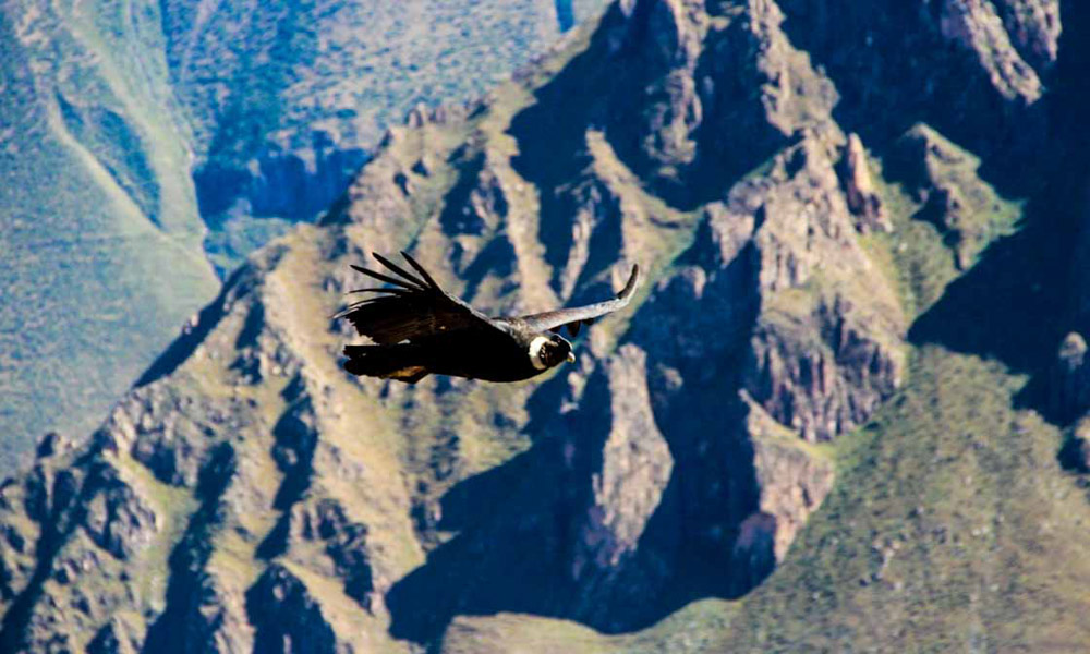 giant andean condor colca canyon peru