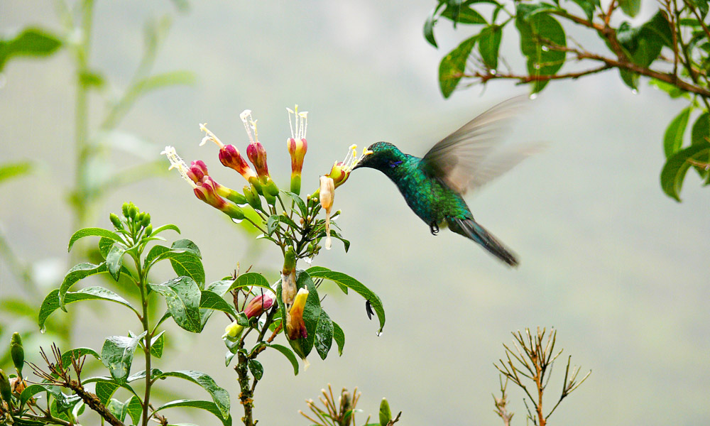 hummingbird at Gocta
