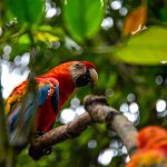 Iquitos Amazon tour