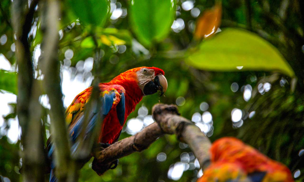 Iquitos Amazon tour