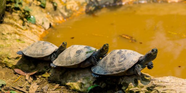 Three turtles laying on the banks of a river in the Tambopata National Reserve