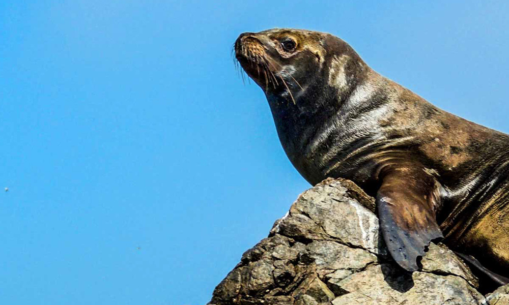 Paracas Sea lion