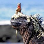 Peru and Galapagos Holidays