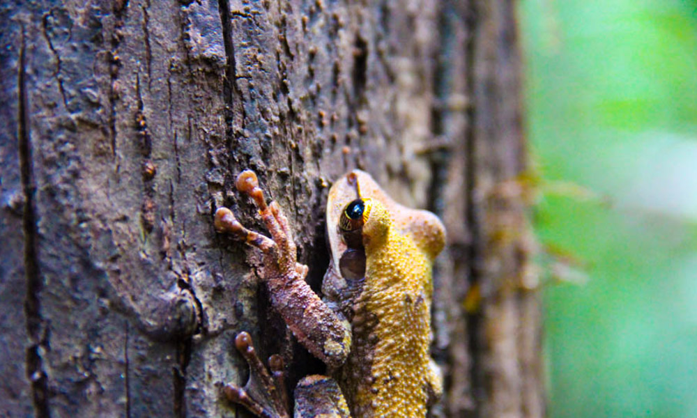 Wildlife in Peru