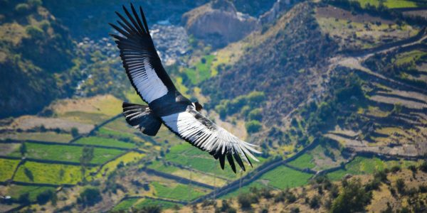 Andean condor flying above the Sondondo Valley, Ayacucho