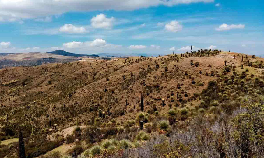 Puya Raimondii Ayacucho peru off the beaten path