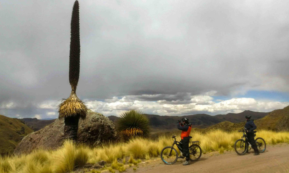 Puya Raimondi e bike peru