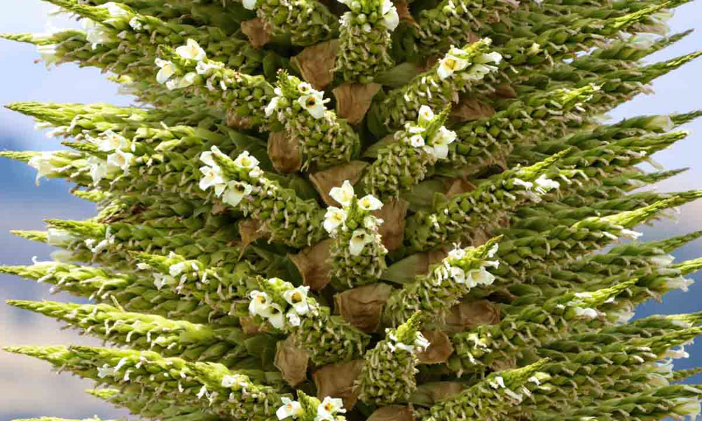 Puya Raimondii Flower