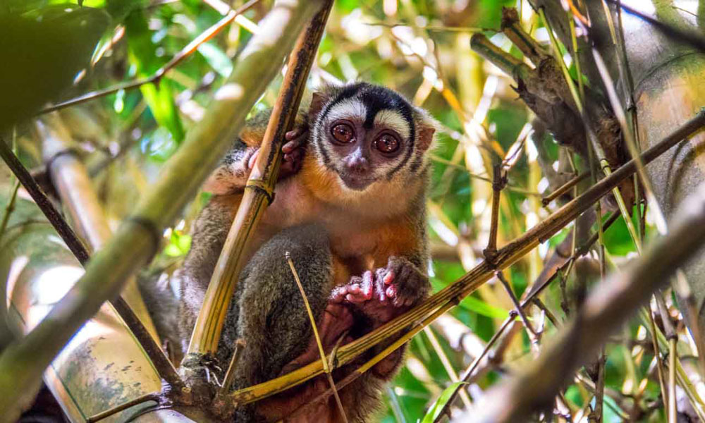 Tambopata National Reserve