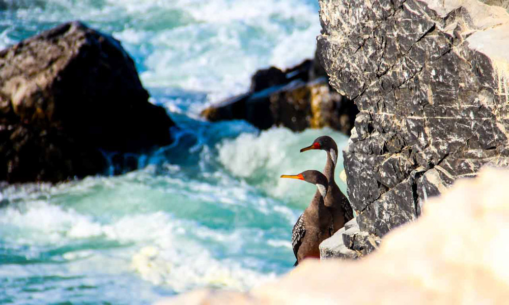 Wildlife tours in Peru Illescas peru