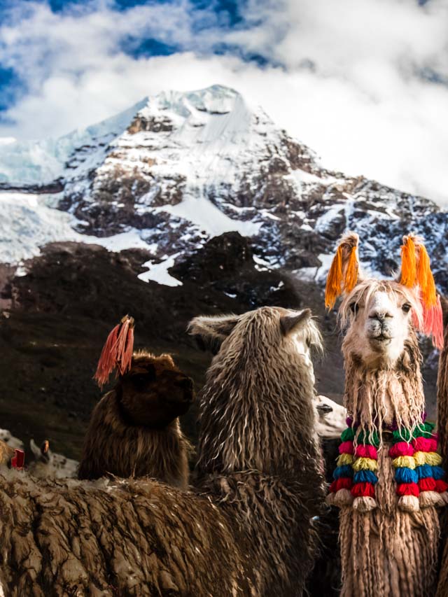 Llamas in the mountains of Cusco
