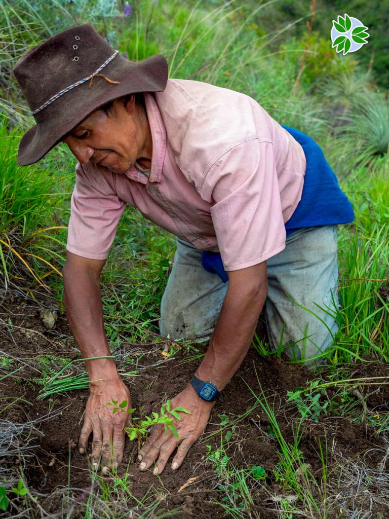 Reforestation with Pachamama Raymi