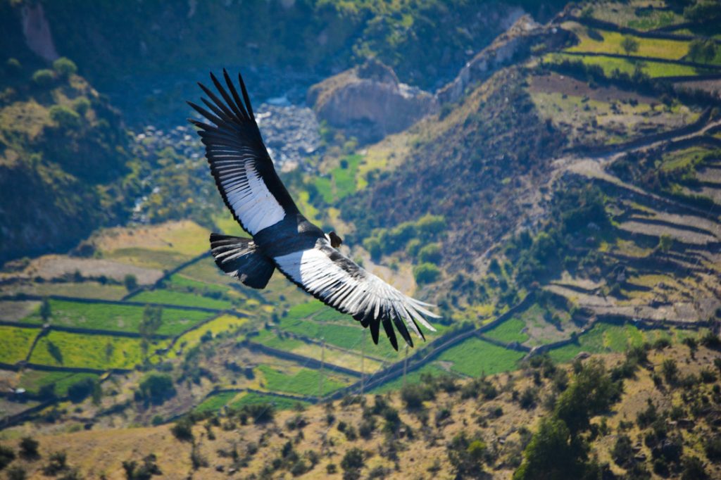 Andean condor flying over the Sondondo Valley, Ayacucho