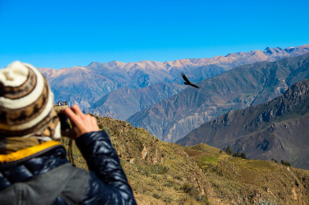 Andean Condor flying in the Colca Canyon, Arequipa