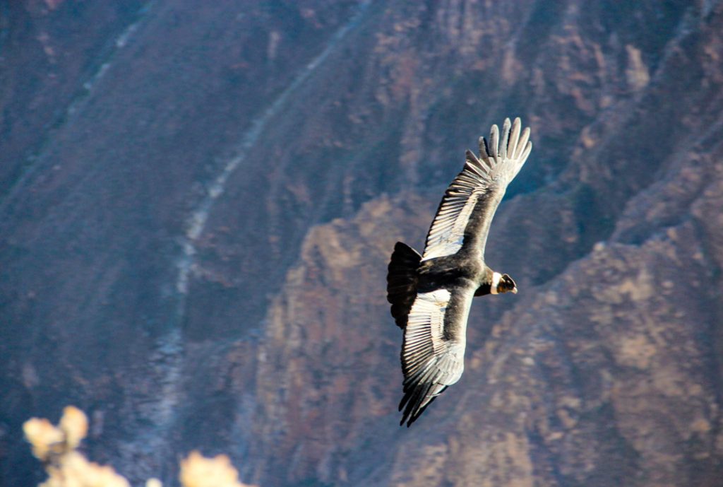 Andean Condor flying in the Colca Canyon, Arequipa