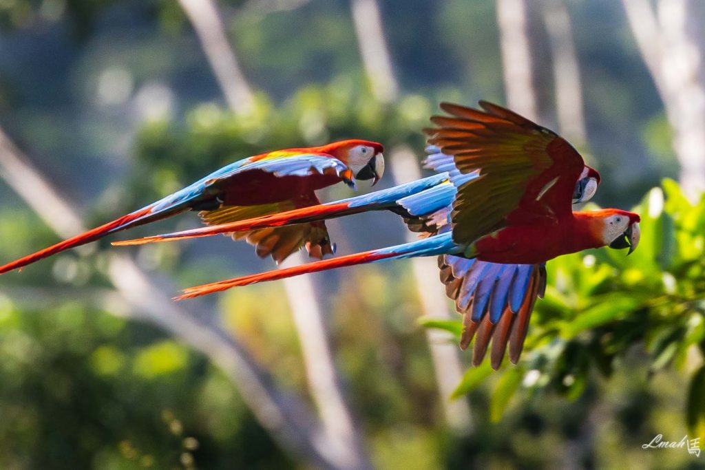 Tambopata Research Center: The Macaw Project