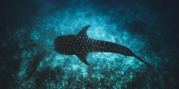 Adriana Gonzales & Sharks Conservation in Peru: Whale Shark