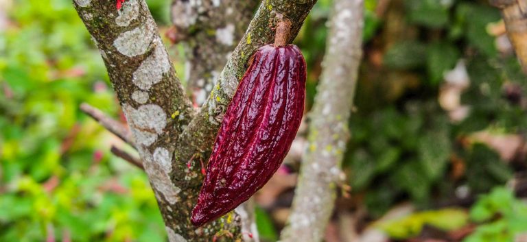 Peruvian Cacao, Peruvian Soul